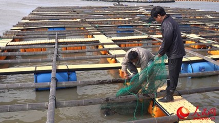 在福州日興水產食品公司養殖場,養殖人員在查看鮑魚生長情況。人民網記者 蘭志飛攝