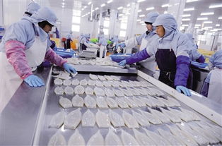 舟山速凍魷魚成出口新寵