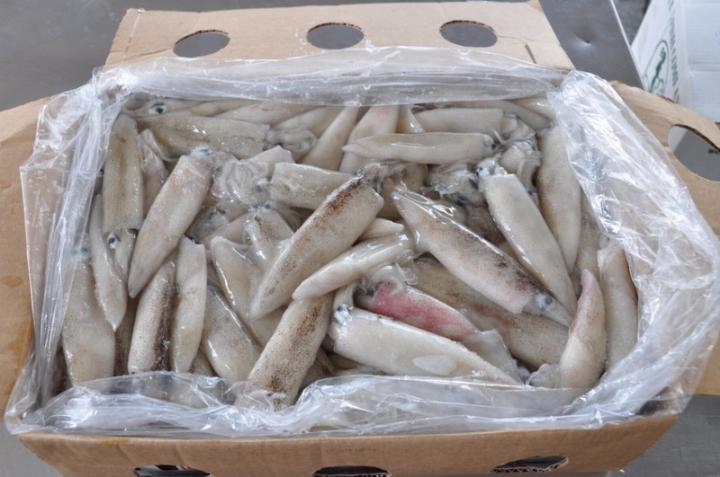 加州魷魚-宏源水產冷凍加工廠02 -福建帶魚|福建魷魚|.
