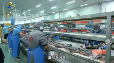 我市水產品加工企業開足馬力助推“吳川烤魚”品牌行穩致遠