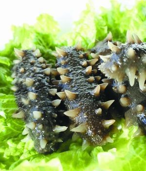 供應大連即食海參價格,即食海參批發(fā),即食海參價格,_冷凍粗加工水產(chǎn)品_世界工廠網(wǎng)