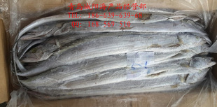 冷凍粗加工水產(chǎn)品-現(xiàn)貨批發(fā)也門釣帶/ 二等釣帶 500/700g 福利好禮 (.