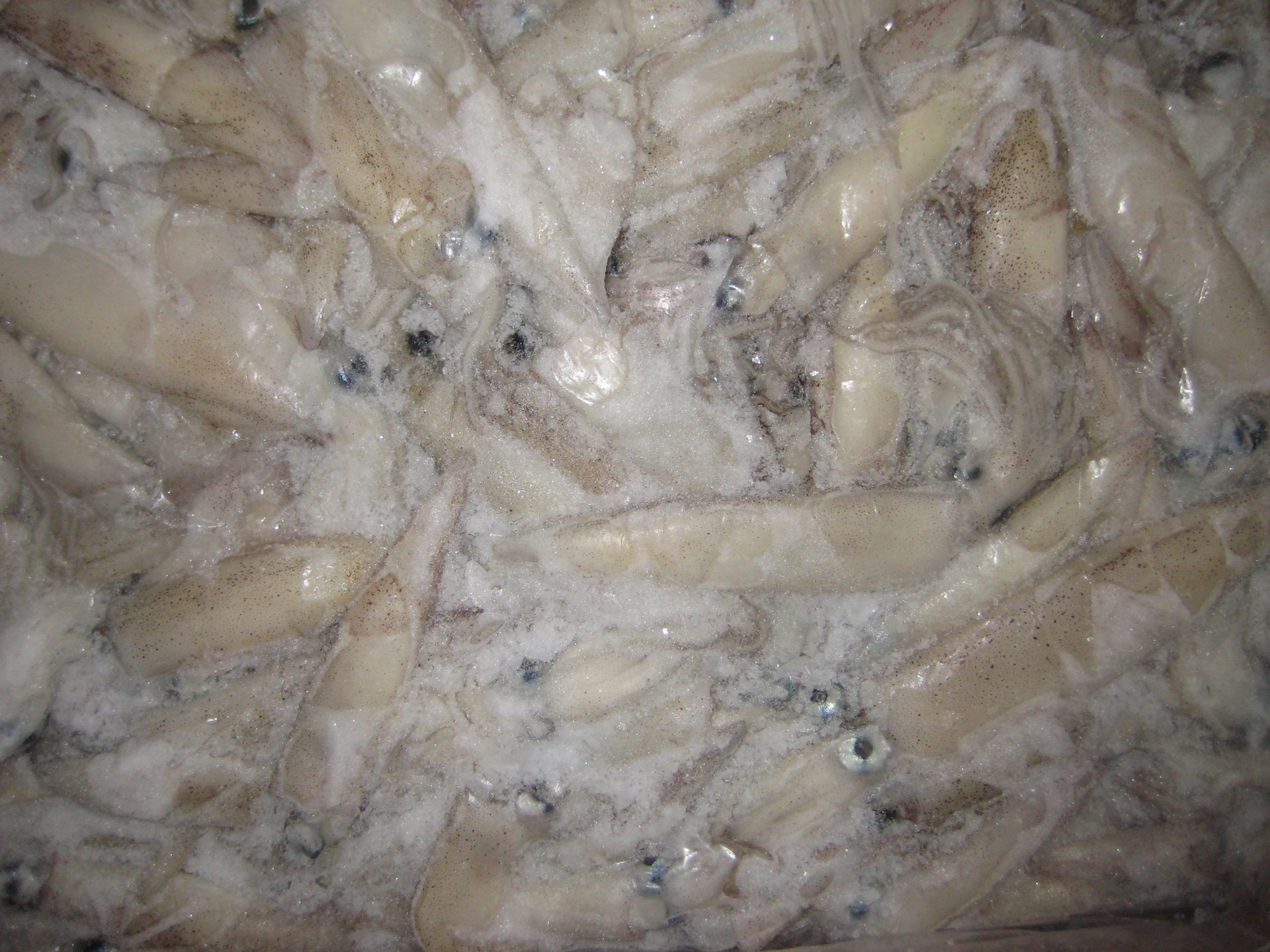 秘魯魷魚
