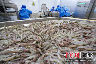 河北灤南:冷凍對(duì)蝦加工忙